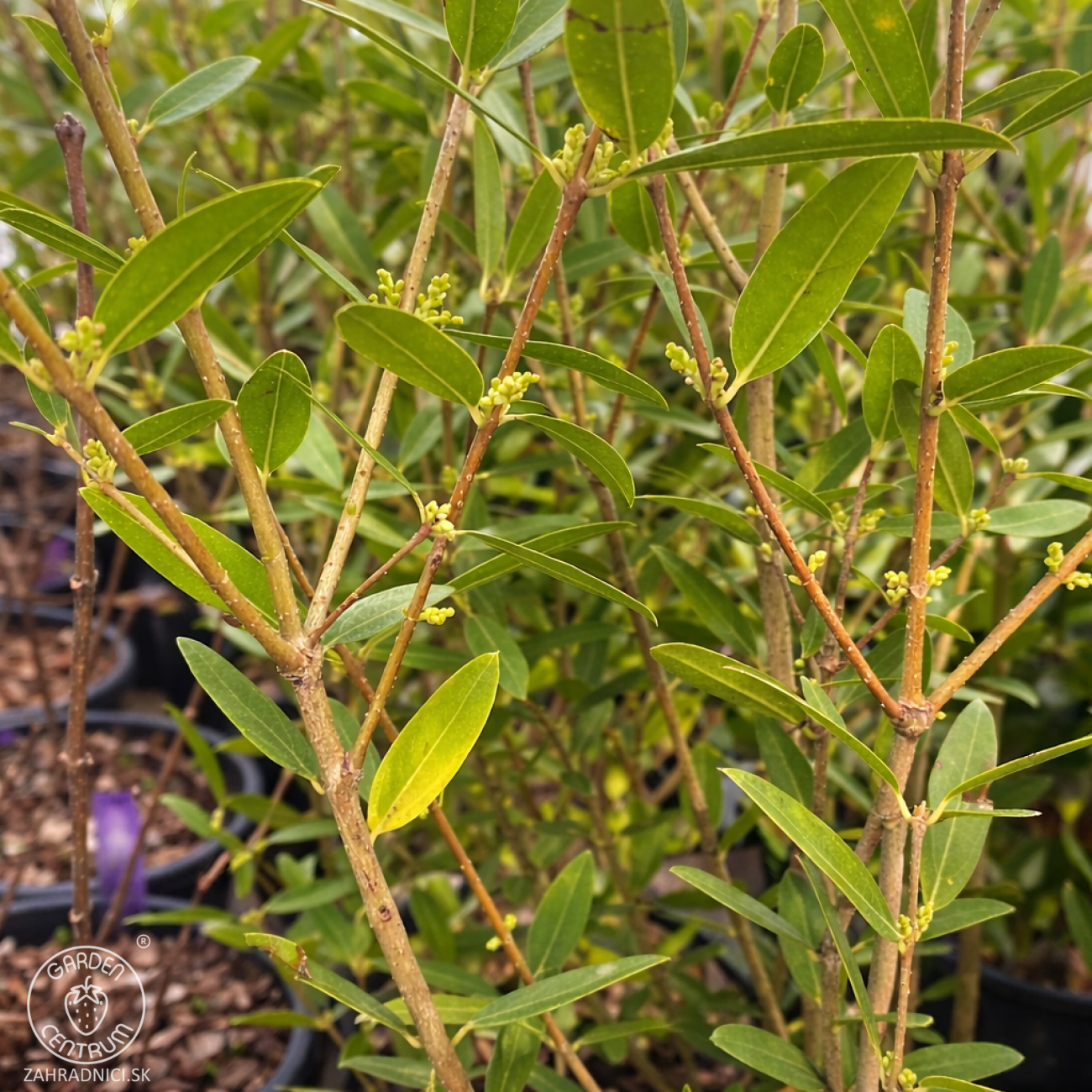 Obrázok Filirea úzkolistá (Phillyrea angustifolia) ´GREEN UP´ - výška 40-60 cm, kont. C3L